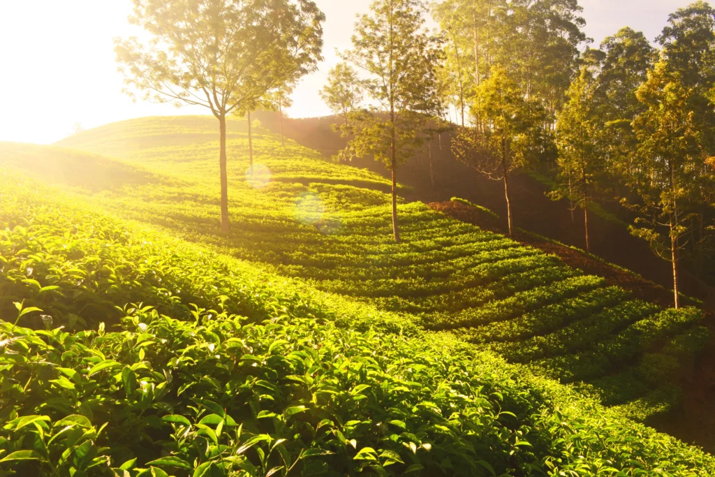 Tourist Packages in Kerala | 3N - 2N Munnar 1N Alleppey Houseboat