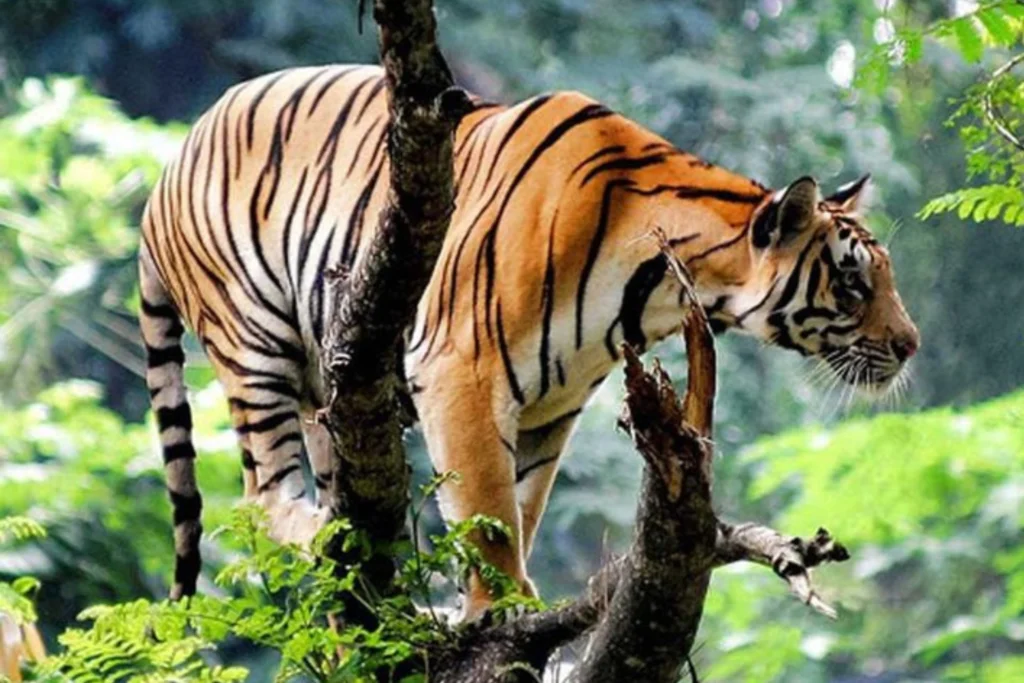 Tourist Packages in Kerala | 4N - 2N Munnar 1N Thekkady 1N Alleppey Houseboat
