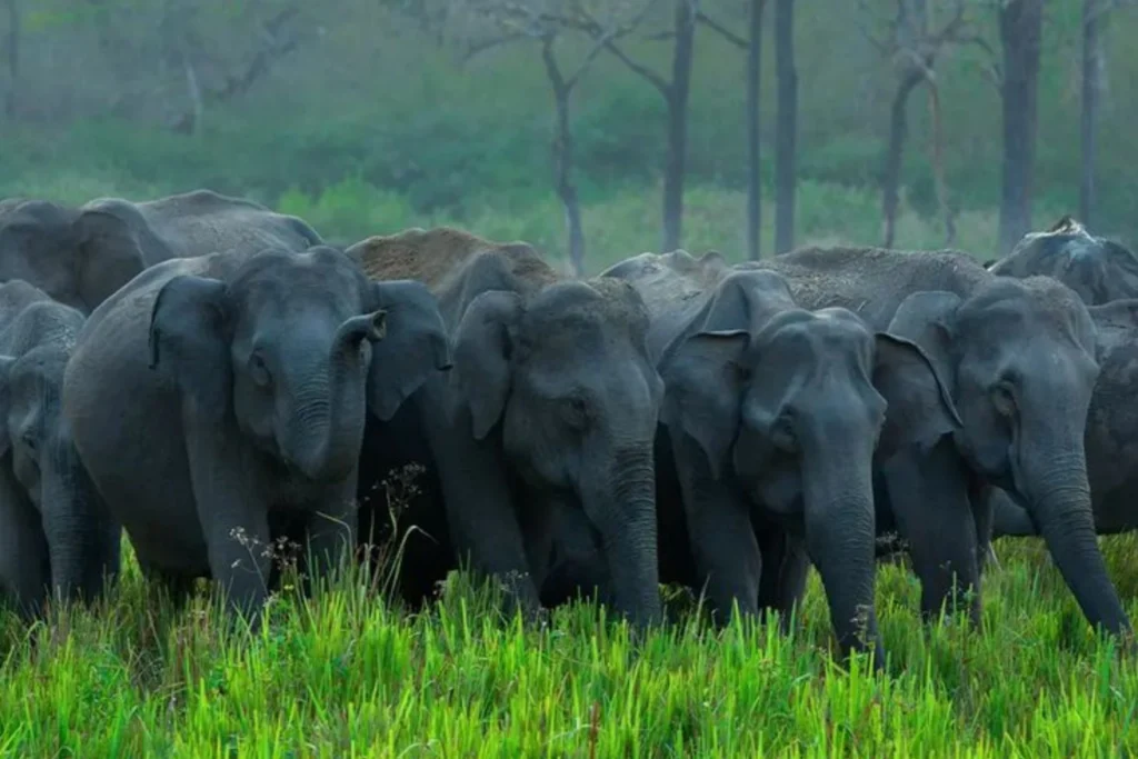 Tourist Packages in Kerala | 4N - 2N Munnar 1N Thekkady 1N Alleppey Houseboat
