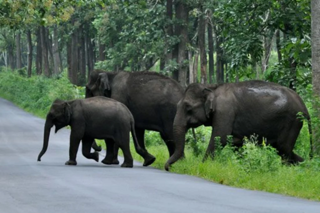 Tourist Packages in Kerala | 7N - 1N Kochi 2N Munnar 1N Thekkady 1N Alleppey Houseboat 2N Kovalam