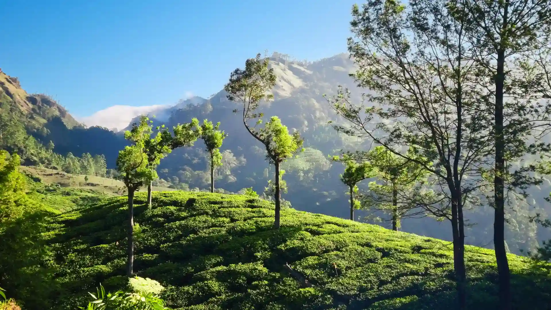 Best Travel Tour Agency in Kerala Best Travel Tour Agency in Kerala